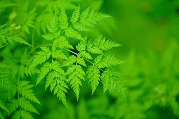 Fern Plants Spring — Stock Photo, Image