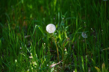 ilkbaharda karahindiba tohumu