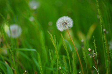 ilkbaharda karahindiba tohumu