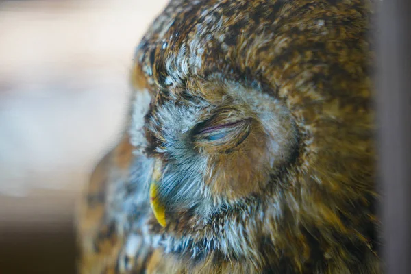 Sleeping Owl Hokkaido — Stock Photo, Image