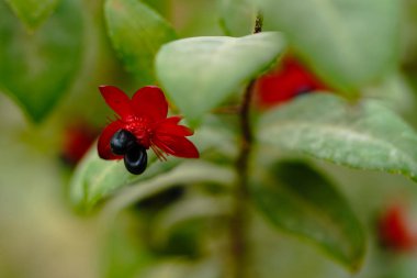Yubu adasında Ochna serulata