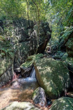 Iriomote ada ormanda