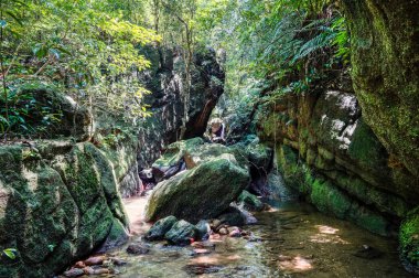 Iriomote ada ormanda