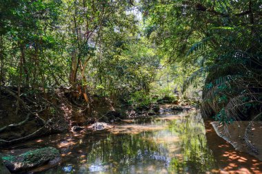 Iriomote ada ormanda