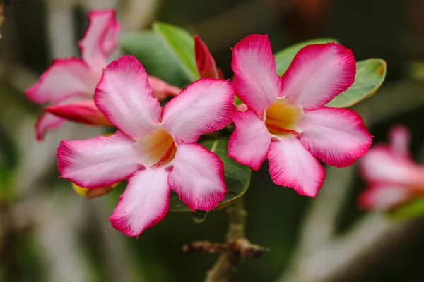 Iriomote Adasında Adenium — Stok fotoğraf