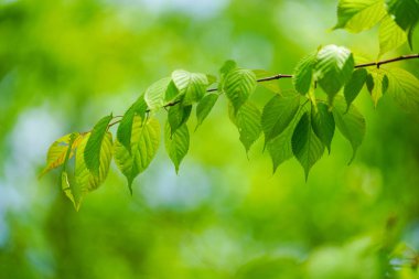 Yaz aylarında yaprak yeşil