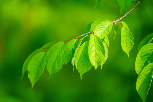 Zelený List Létě — Stock fotografie