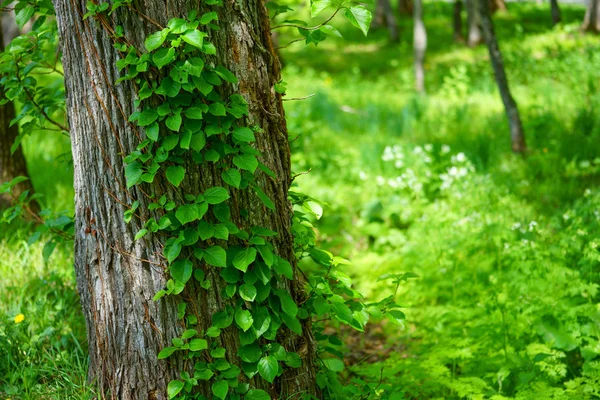 Grön Murgröna Skogen — Stockfoto