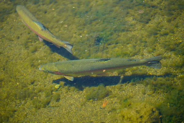 Trota Iridea Nel Fiume — Foto Stock