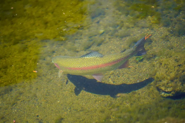 Trota Iridea Nel Fiume — Foto Stock