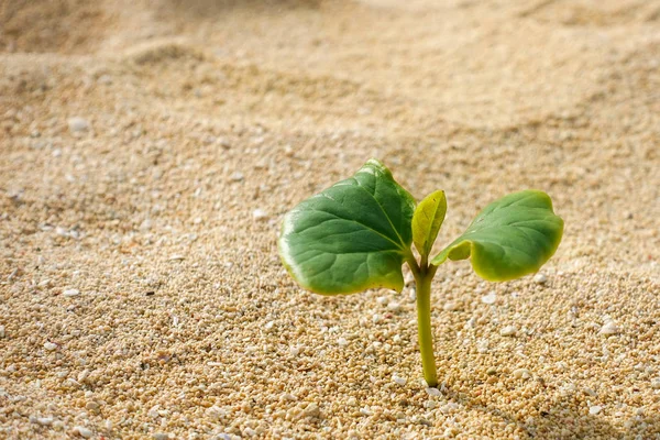 plant in desert coast