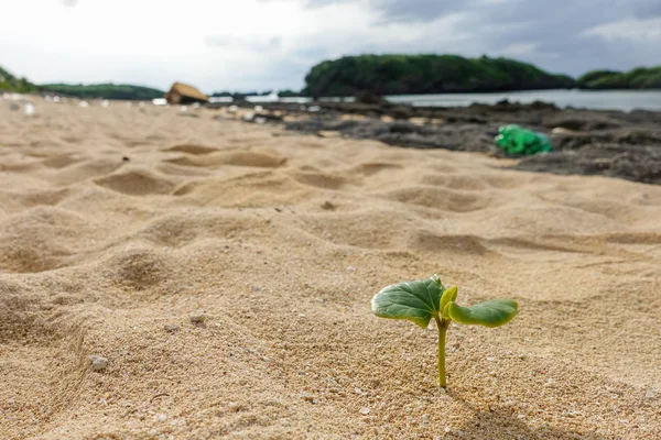 plant in desert coast