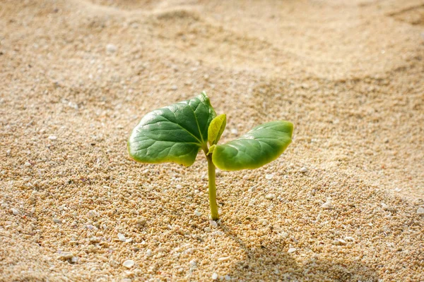 plant in desert coast