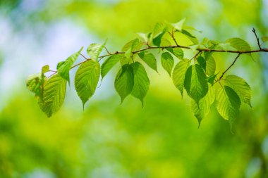 Ormanda yeşil yapraklar