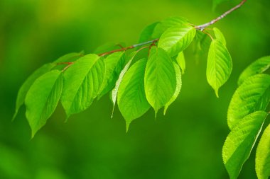 Ormanda yeşil yapraklar