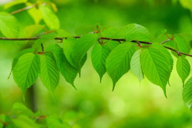 Ormanda yeşil yapraklar