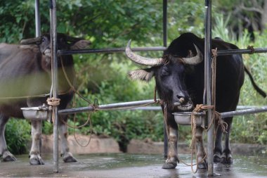 su aygırı Iriomote Adası