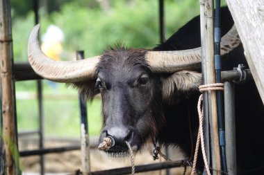 su aygırı Iriomote Adası