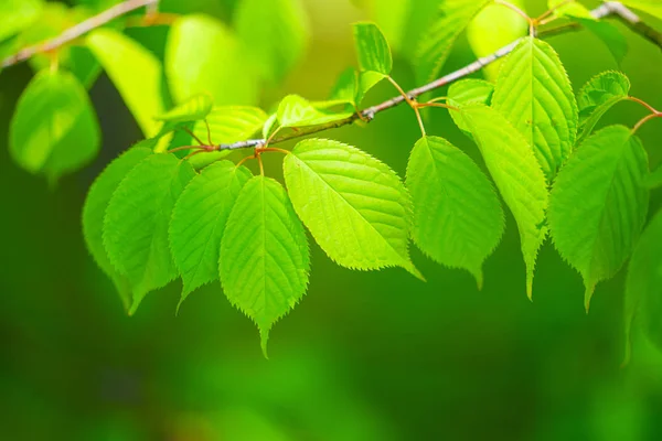 Zielone Liście Lesie — Zdjęcie stockowe