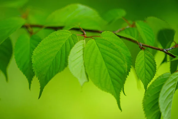 Foglie Verdi Nella Foresta — Foto Stock