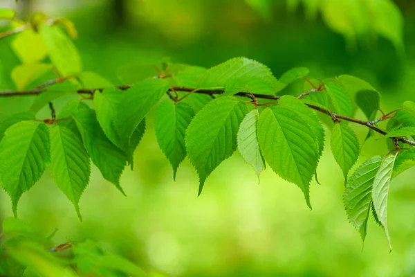 Foglie Verdi Nella Foresta — Foto Stock