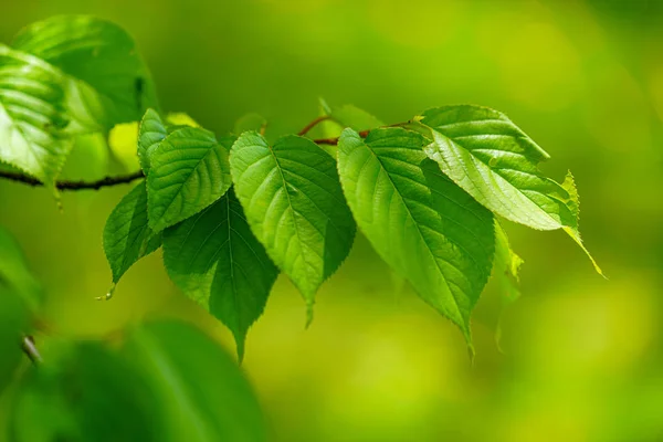 Zelené Listy Lese — Stock fotografie