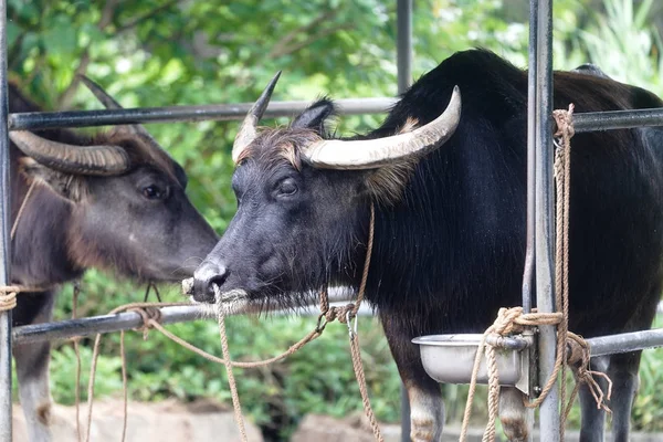 su aygırı Iriomote Adası