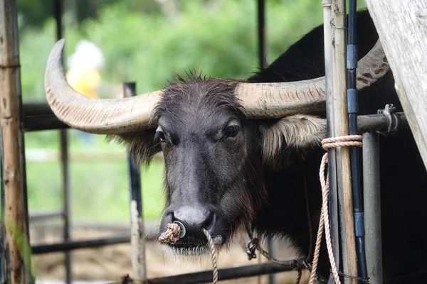su aygırı Iriomote Adası