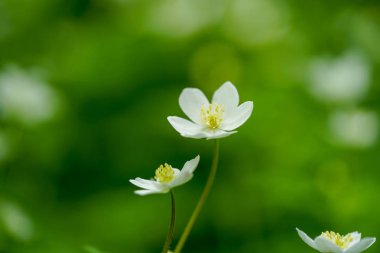 yumuşak Rüzgar çiçek bahar
