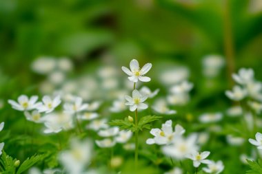 yumuşak Rüzgar çiçek bahar