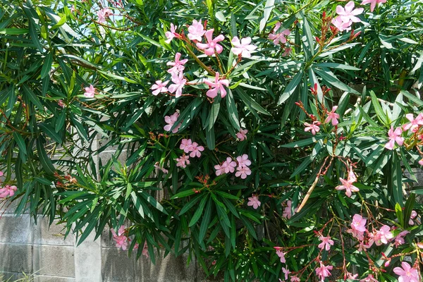 Ishigaki Adada Bower Güzellik — Stok fotoğraf