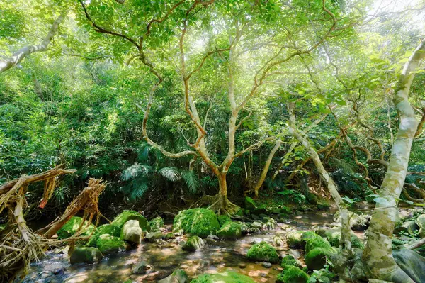Džungle Iriomote Island — Stock fotografie