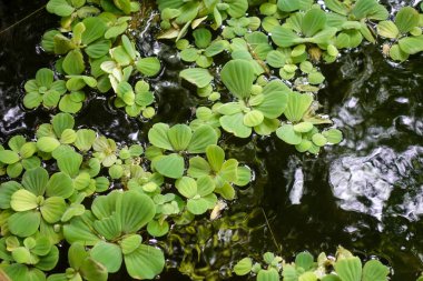 şişe su fabrikası