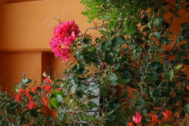 Kuro adasında Begonvil