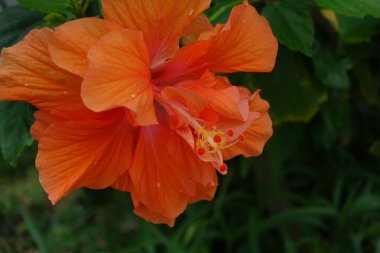 kuro adada ebegümeci