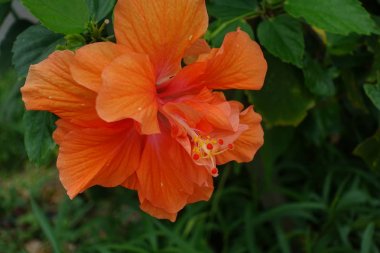 kuro adada ebegümeci