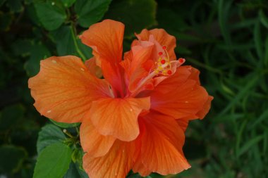 kuro adada ebegümeci