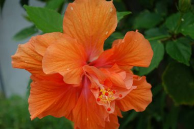 kuro adada ebegümeci