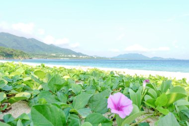 Ishigaki adada deniz çan