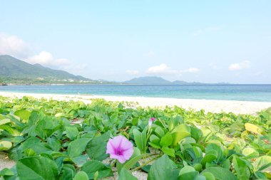 Ishigaki adada deniz çan