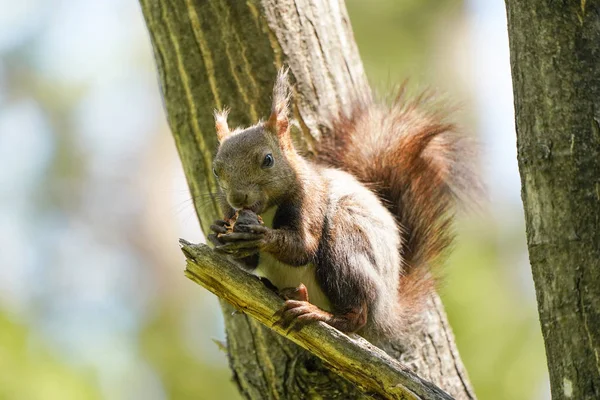 Ekorre Skogen — Stockfoto