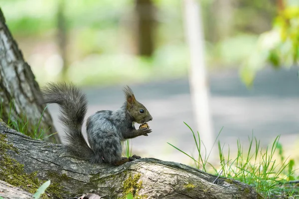 Ekorre Skogen — Stockfoto