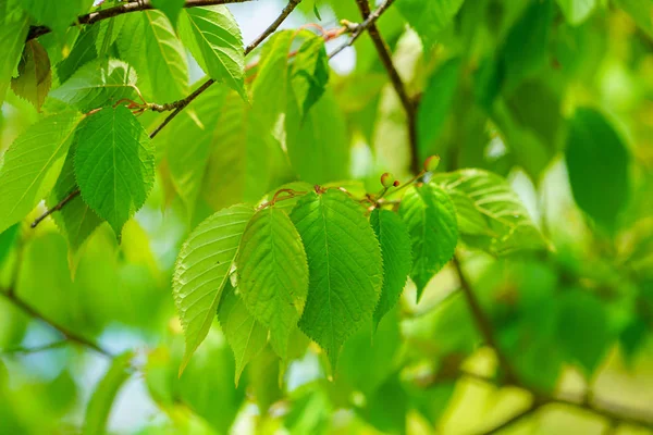 Foglie Verdi Nella Foresta — Foto Stock