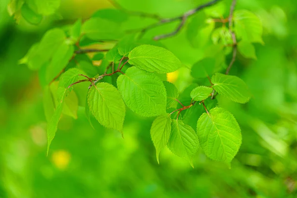 Grüne Blätter Wald — Stockfoto