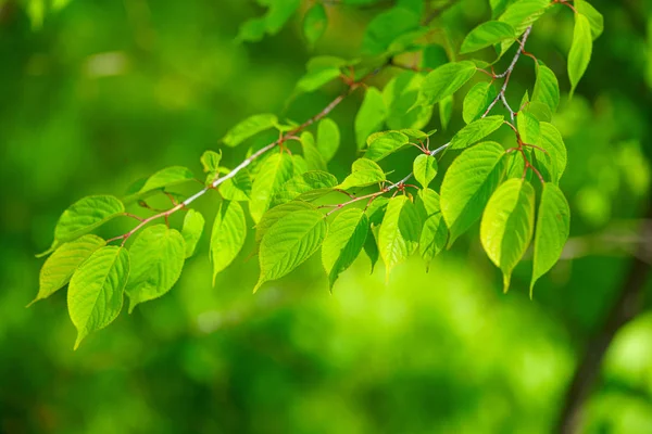 Foglie Verdi Nella Foresta — Foto Stock