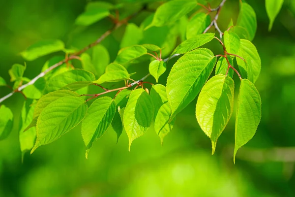 Foglie Verdi Nella Foresta — Foto Stock