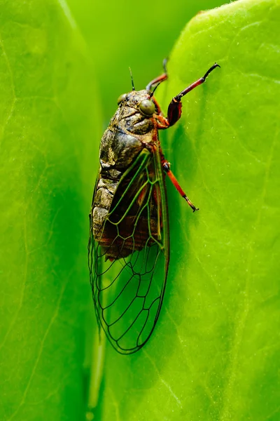 Cicada Hoja Verde — Foto de Stock