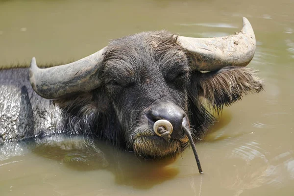 Wasserbüffel Auf Iriomote Insel — Stockfoto