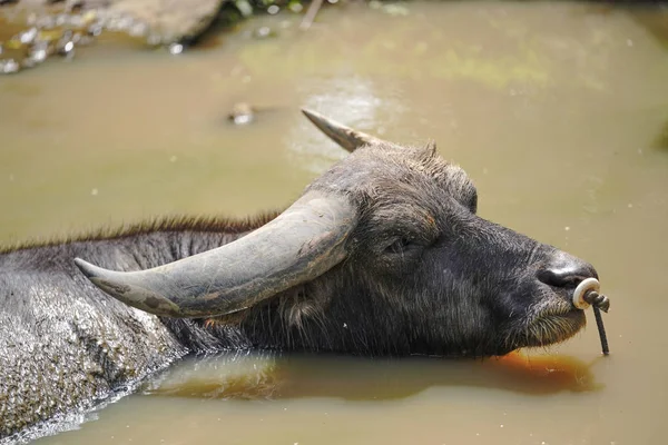Vattenbuffel Iriomote Island — Stockfoto