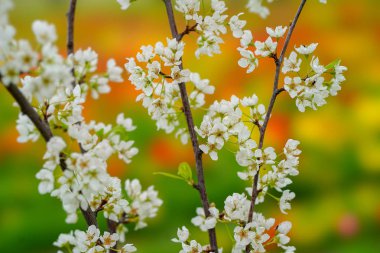 baharda prunus tomentosa